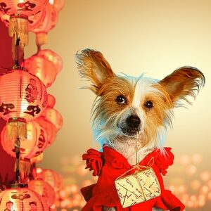 Chinese New Years Eve Dog Costumes