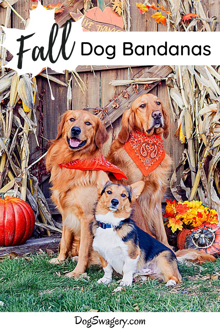 Dog Bandanas For Fall
 Top 10 Dog Bandanas for Fall