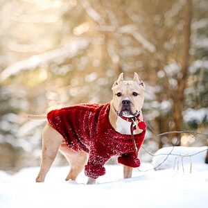 Christmas dog jackets sale