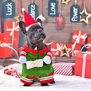 Christmas: Stocking Stuffers for Dog Lovers