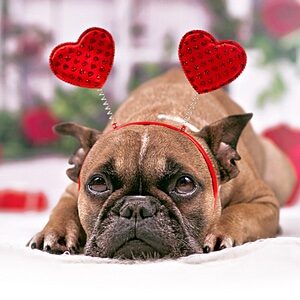 Valentine's Day Dog Costumes and Dog Clothes