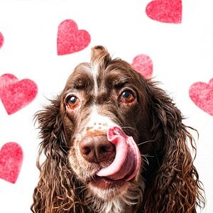 Valentine's Day Dog Treats