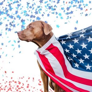 July 4th Dog Costumes - Patriotic Dog Gear