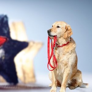 July 4th Dog Leashes - Patriotic Dog Gear