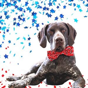 July 4th Dog BowTies - Patriotic Dog Gear