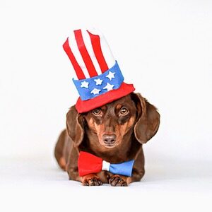 July 4th Dog Swag - Patriotic Dog Gear
