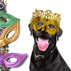 Mardi Gras Dog Costumes & Clothes