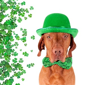 St. Patrick's Day Dog Costumes