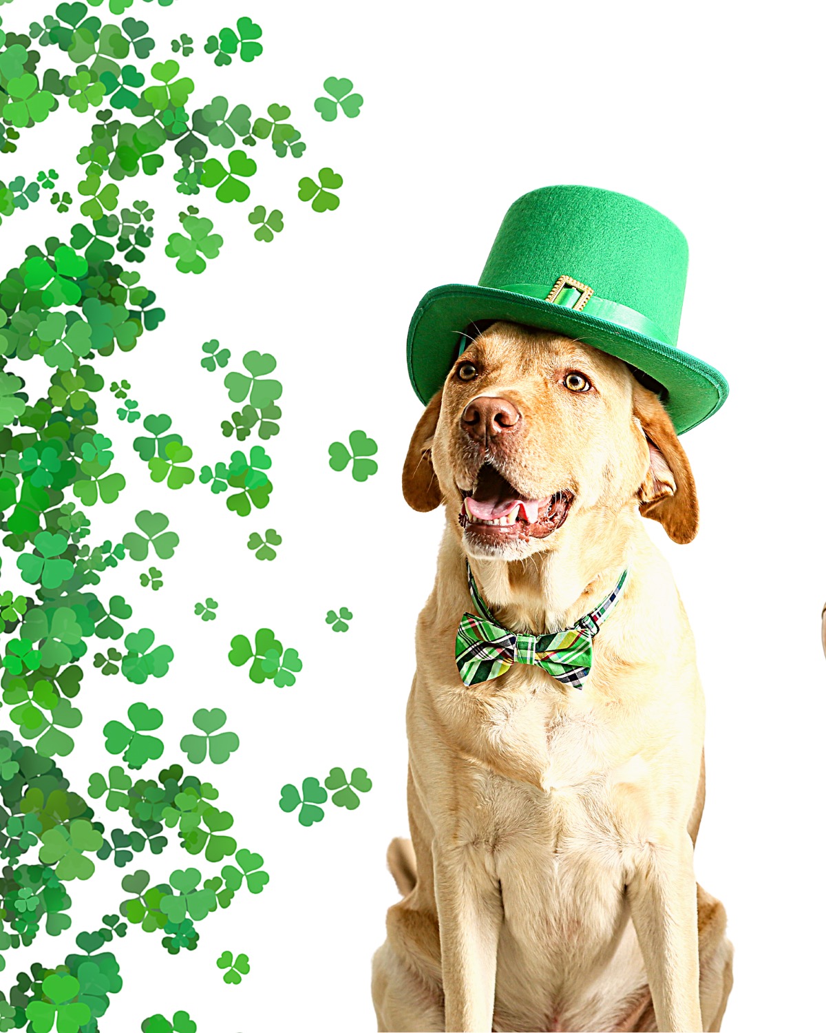 etsy dog collars st patrick day