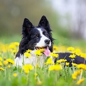 Spring Dog Swag