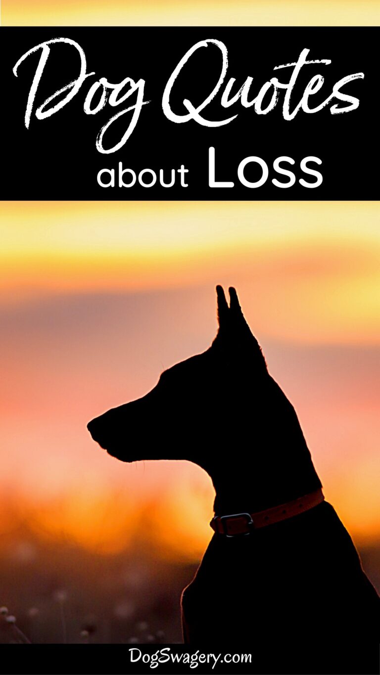 Quotes about Loss of Dog